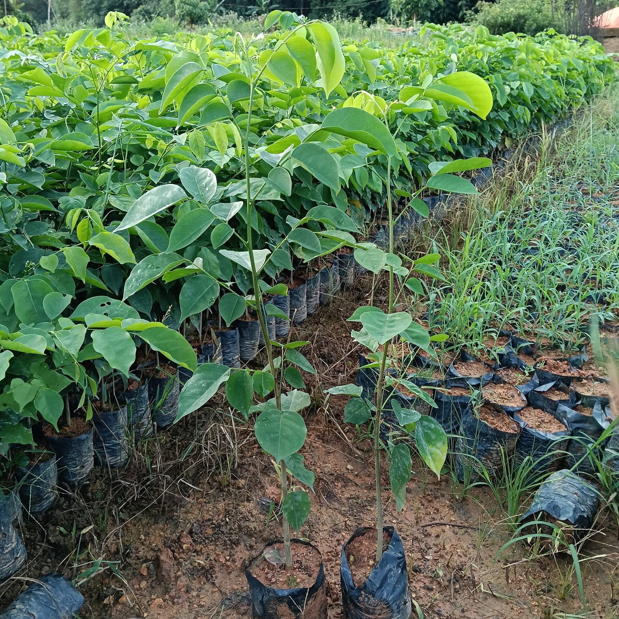 BÁN CÂY GIÁNG HƯƠNG – GIỐNG CÂY TRỒNG RỪNG GIÁ TRỊ KINH TẾ VÀ CẢNH QUAN