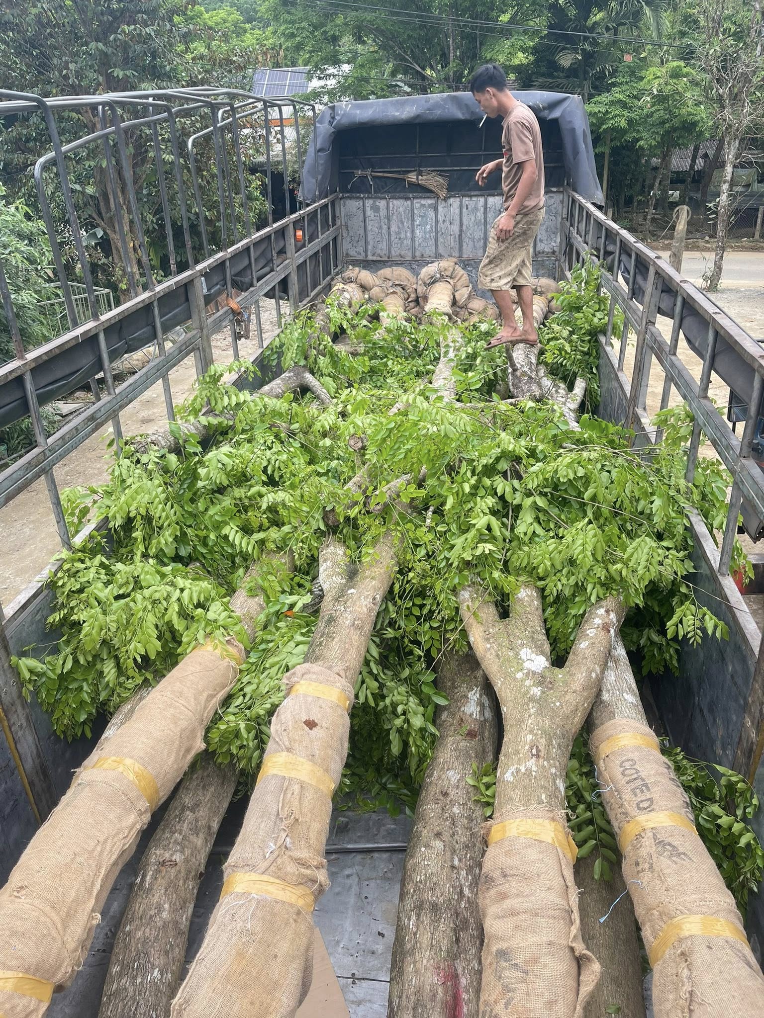 BÁN CÂY GIÁNG HƯƠNG – GIỐNG CÂY TRỒNG RỪNG GIÁ TRỊ KINH TẾ VÀ CẢNH QUAN