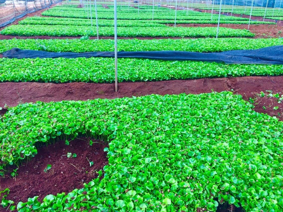 Bán hạt giống cà phê vối kháng sâu bệnh, năng suất tốt