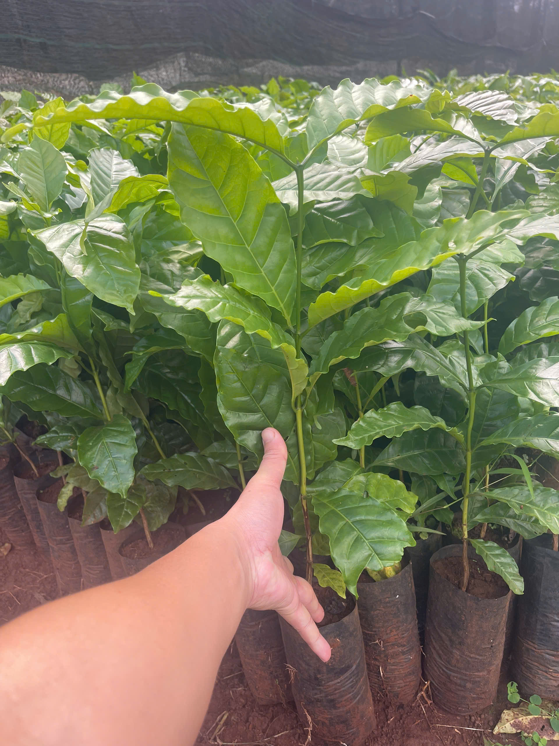 Hạt Giống Cà Phê Cà Phê Lá Xoài - Ảnh 6