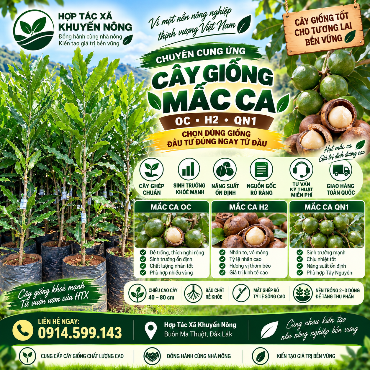 Cây Mắc Ca Cây Mắc Ca
