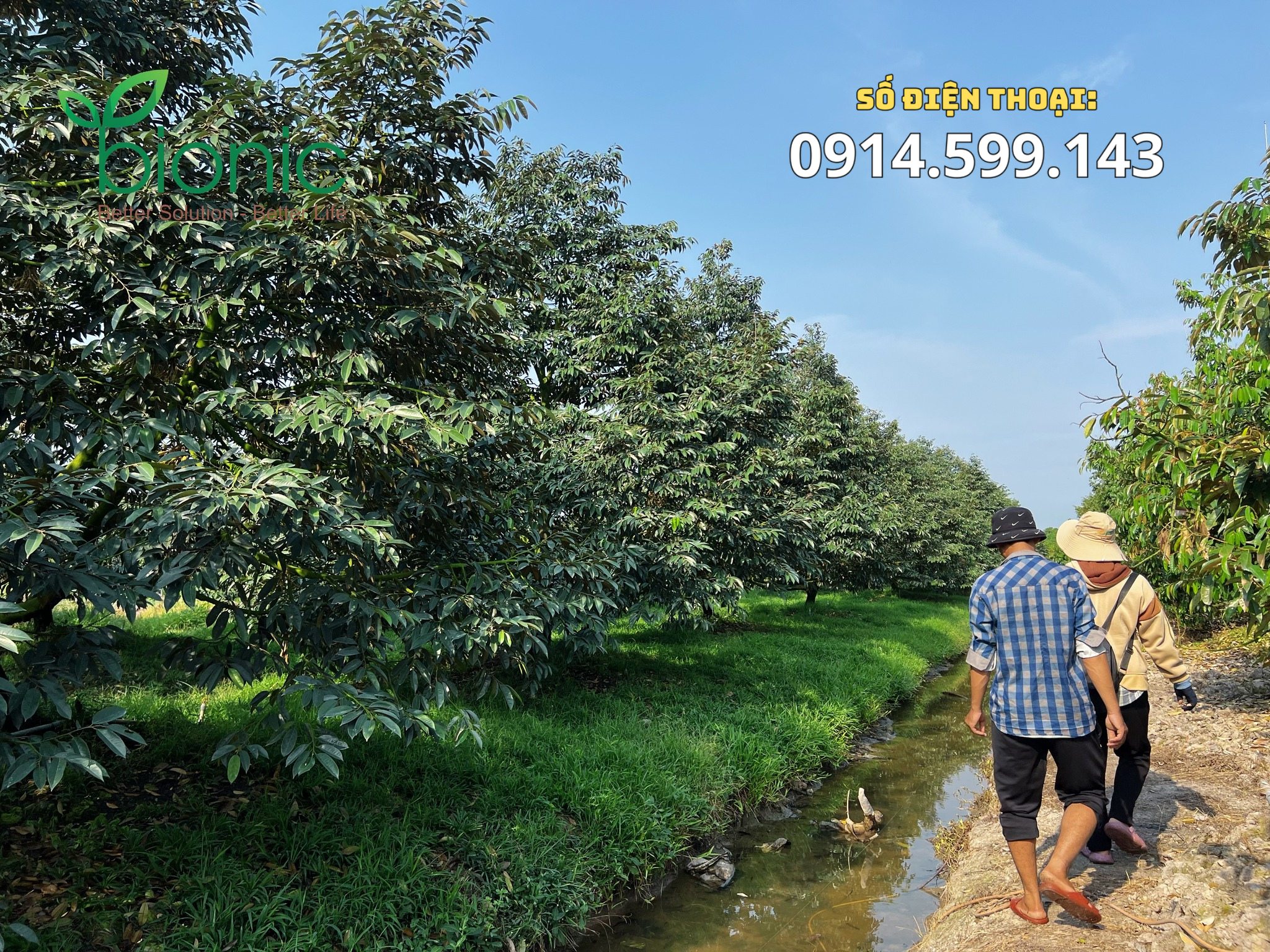 Cây Giống Sầu Riêng