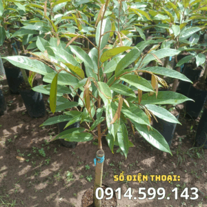 Cây Giống Sầu Riêng