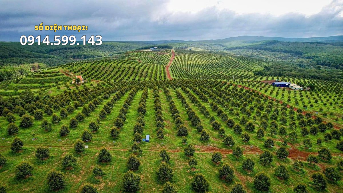 Cây Giống Sầu Riêng