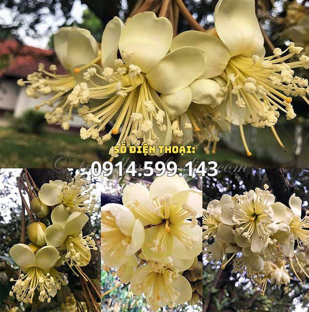 Cây Giống Sầu Riêng