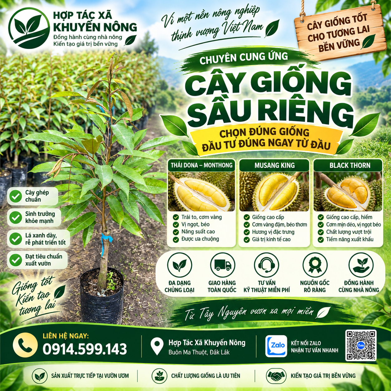 Cây Giống Sầu Riêng Cây Giống Sầu Riêng