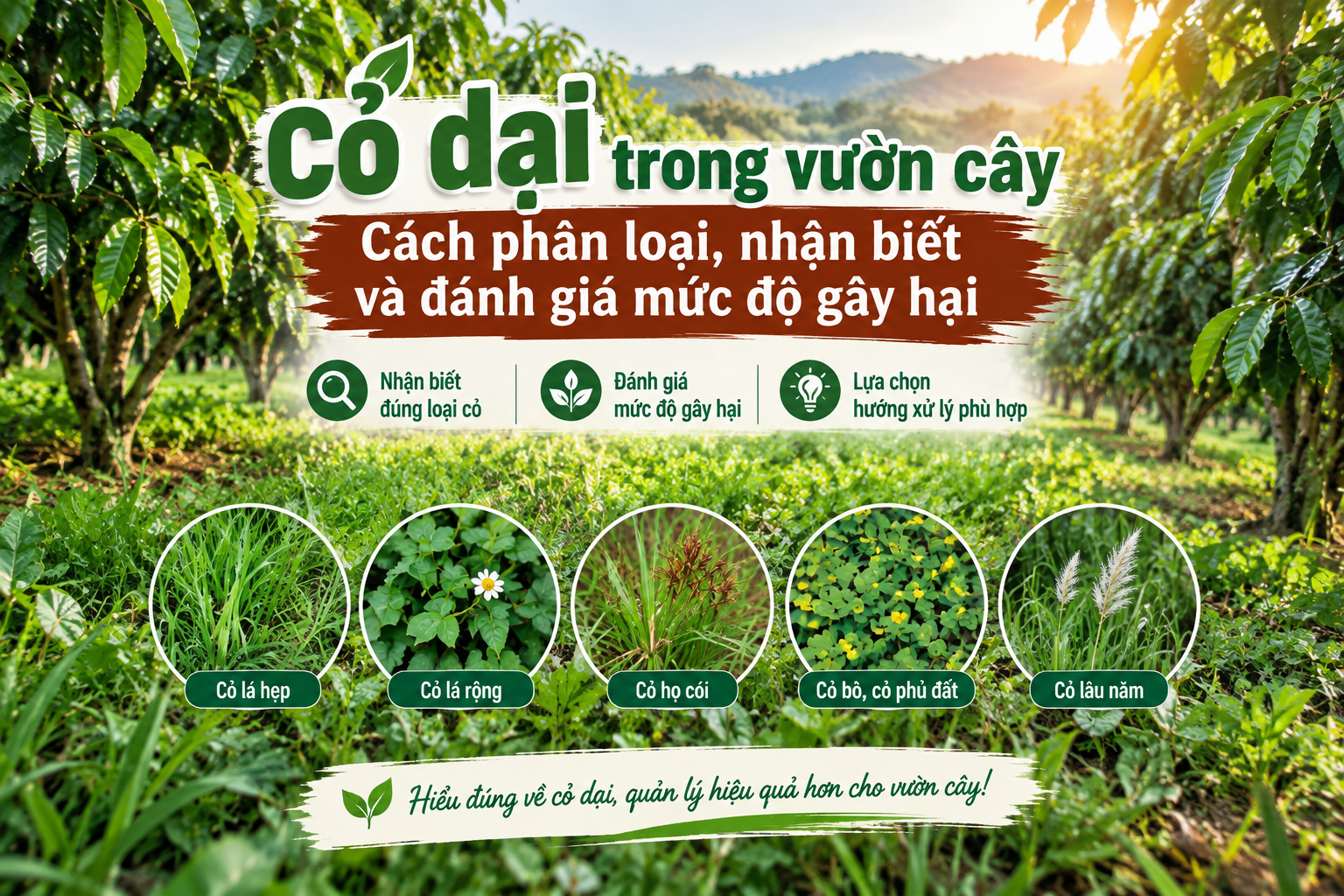 Cỏ dại trong vườn cây: Cách phân loại, nhận biết và đánh giá mức độ gây hại Cỏ dại trong vườn cây: Cách phân loại, nhận biết và đánh giá mức độ gây hại