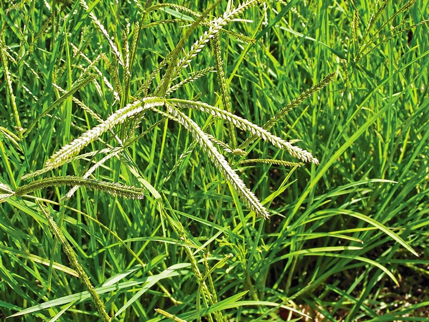 Các loại cỏ dại thường gặp trong vườn cây: Cách nhận biết và mức độ gây hại