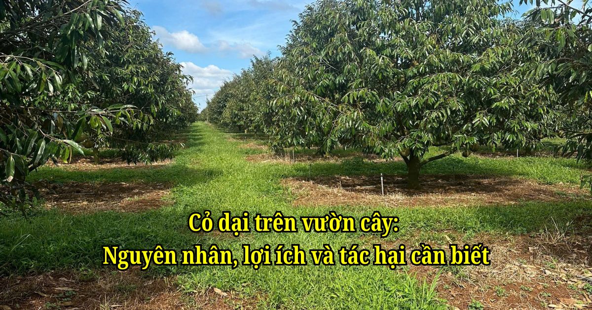 Cỏ dại trên vườn cây: Nguyên nhân, lợi ích và tác hại cần biết