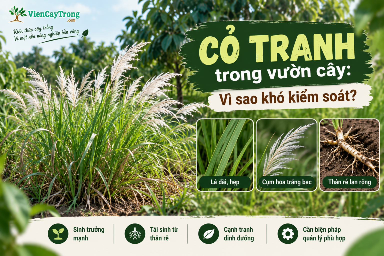 Cỏ tranh trong vườn cây: Vì sao khó kiểm soát và cách quản lý hiệu quả?