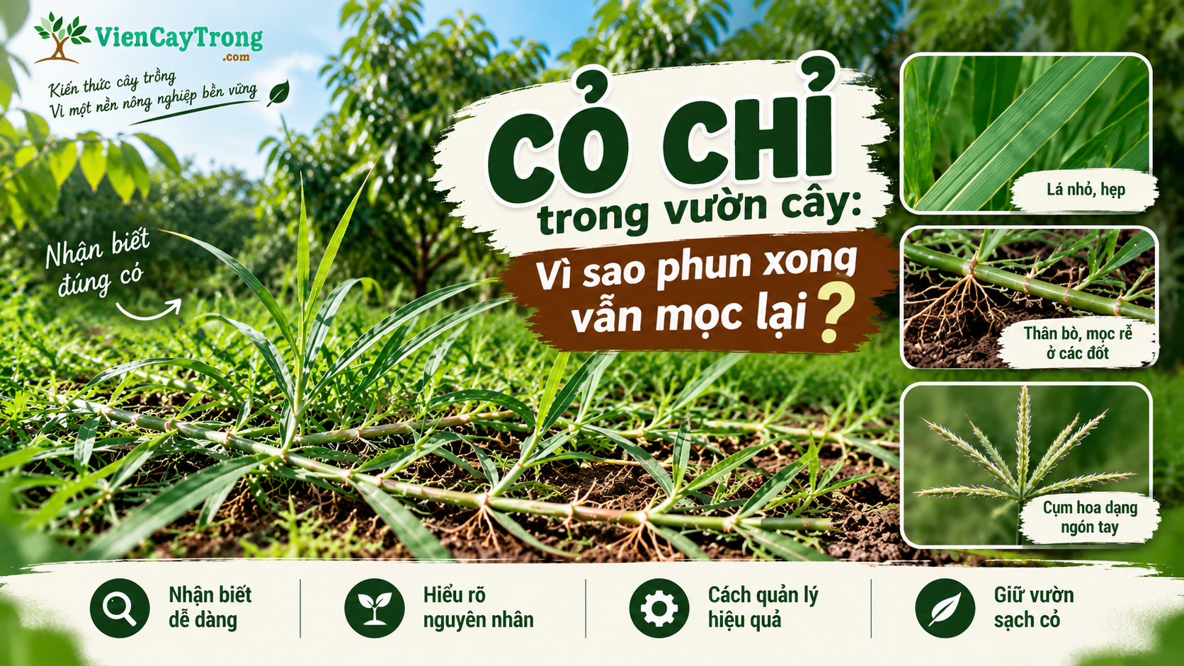 Bài 6: Cỏ chỉ trong vườn cây: Vì sao phun xong vẫn mọc lại?