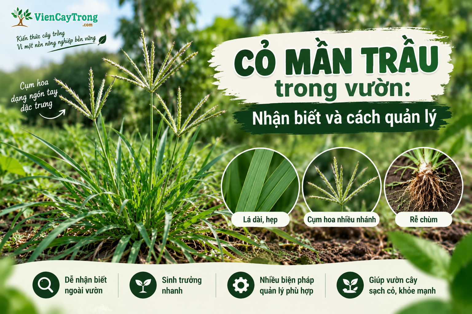 Cỏ mần trầu trong vườn: Nhận biết và cách quản lý