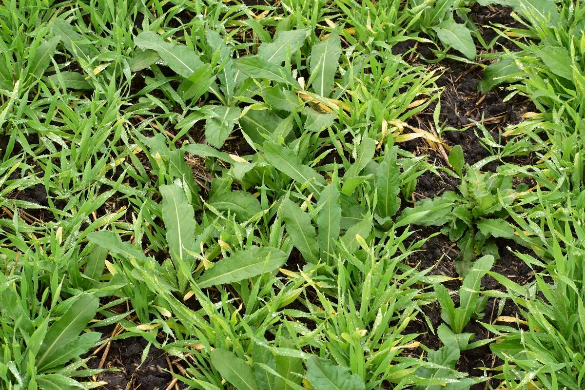 Cỏ dại trong vườn cây: Cách phân loại, nhận biết và đánh giá mức độ gây hại