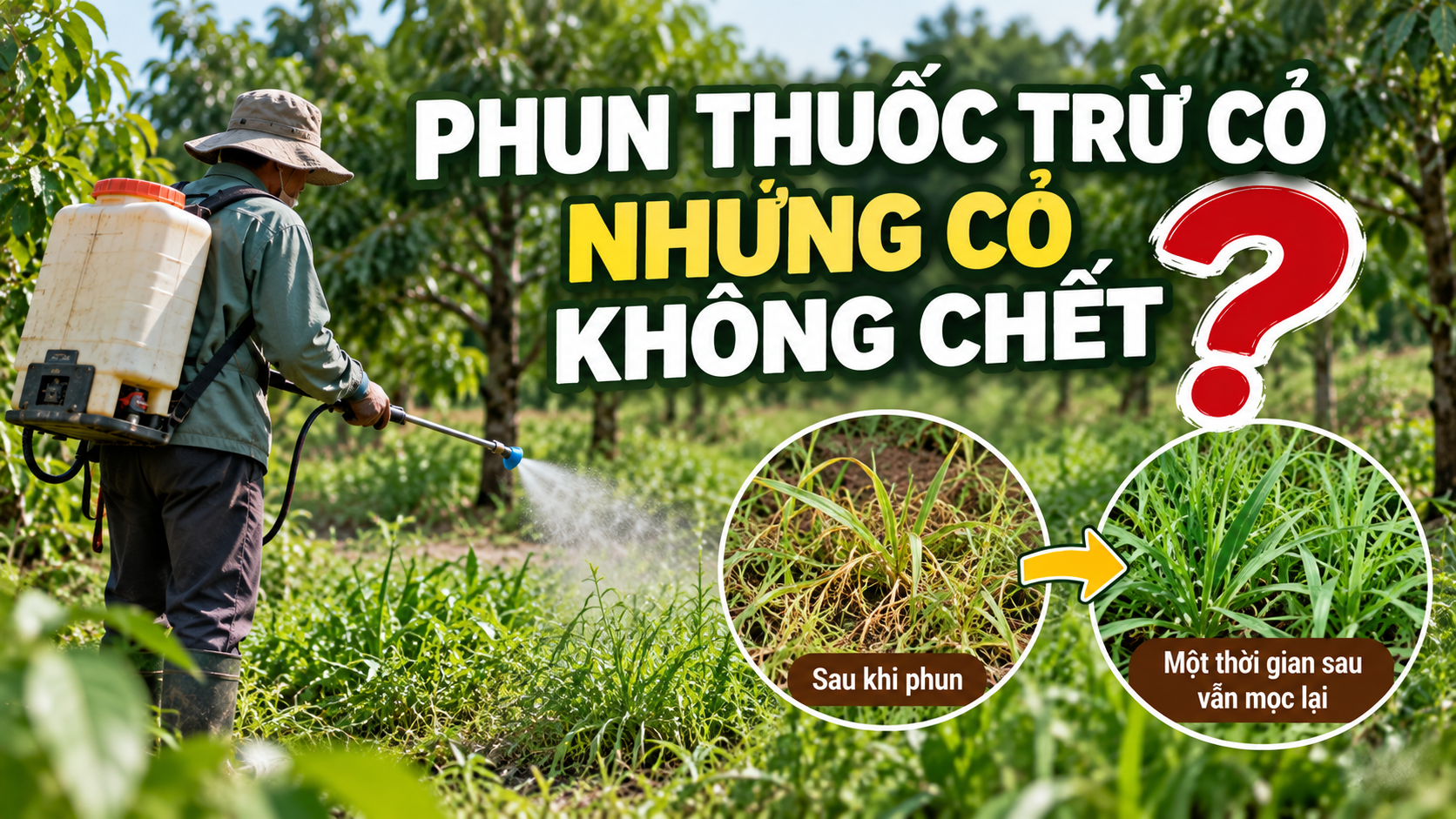 Bài 7: Phun thuốc trừ cỏ nhưng cỏ không chết: 7 nguyên nhân