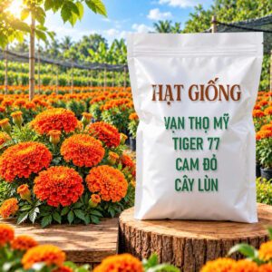 Hạt Giống Vạn Thọ Mỹ Tiger 77 Cam Đỏ - Cây Lùn
