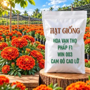 Hạt Giống Hoa Vạn Thọ Pháp F1 Win 003 Cam Đỏ Cao Lỡ