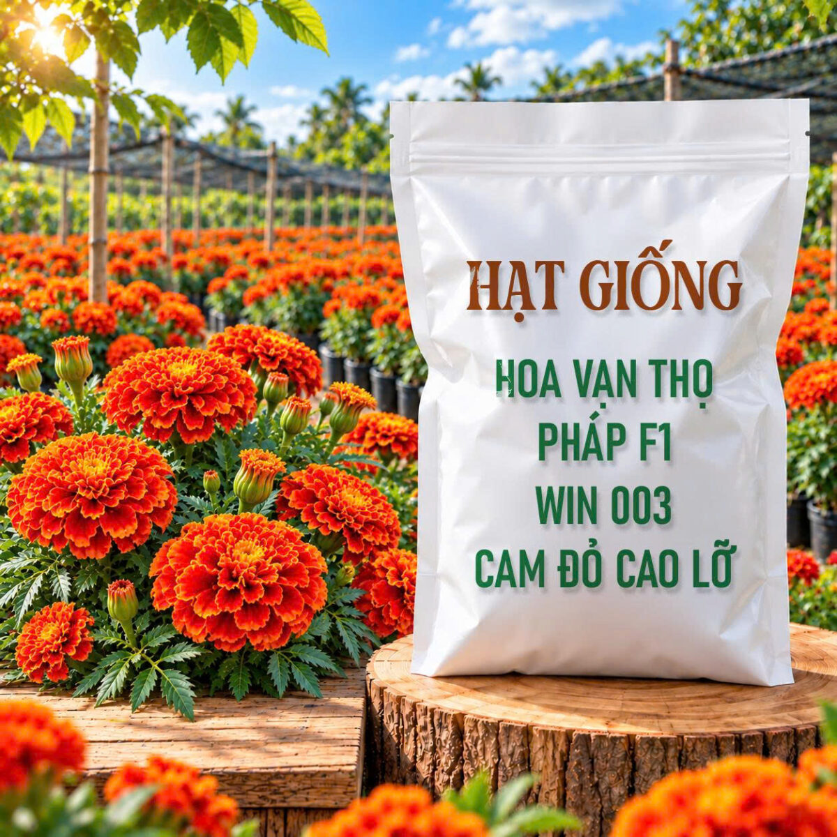 Hạt Giống Hoa Vạn Thọ Pháp F1 Win 003 Cam Đỏ Cao Lỡ