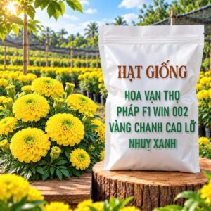 Hạt Giống Hoa Vạn Thọ Pháp F1 Win 002 Vàng Chanh Cao Lỡ, Nhuỵ Xanh