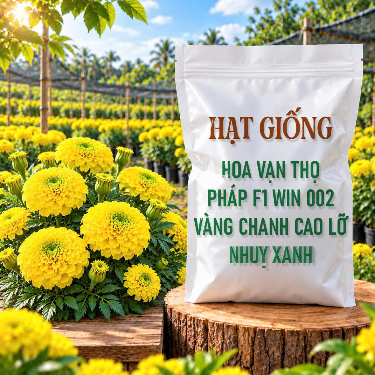 Hạt Giống Hoa Vạn Thọ Pháp F1 Win 002 Vàng Chanh Cao Lỡ, Nhuỵ Xanh