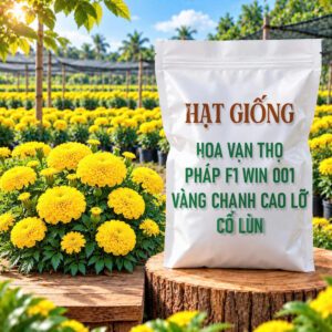 Hạt Giống Hoa Vạn Thọ Pháp F1 Win 001 Vàng Chanh Cao Lỡ, Cổ Lùn