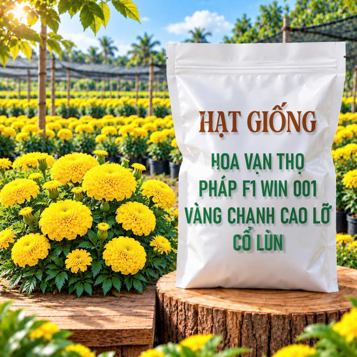 Hạt Giống Hoa Vạn Thọ Pháp F1 Win 001 Vàng Chanh Cao Lỡ, Cổ Lùn