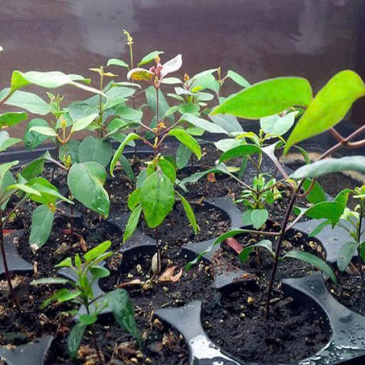 Hạt Giống Hoa Vạn Thọ Pháp F1 Win 001 Vàng Chanh Cao Lỡ, Cổ Lùn - Ảnh 2