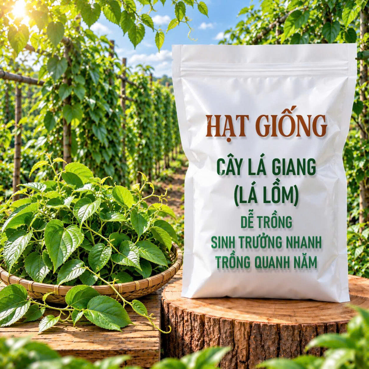Hạt Giống Cây Lá Giang (Lá Lồm) – Dễ Trồng, Sinh Trưởng Nhanh, Trồng Quanh Năm