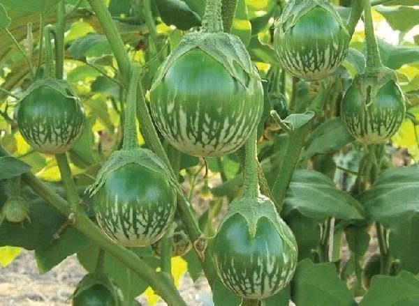 Hạt Giống Cây Lá Giang (Lá Lồm) – Dễ Trồng, Sinh Trưởng Nhanh, Trồng Quanh Năm - Ảnh 3