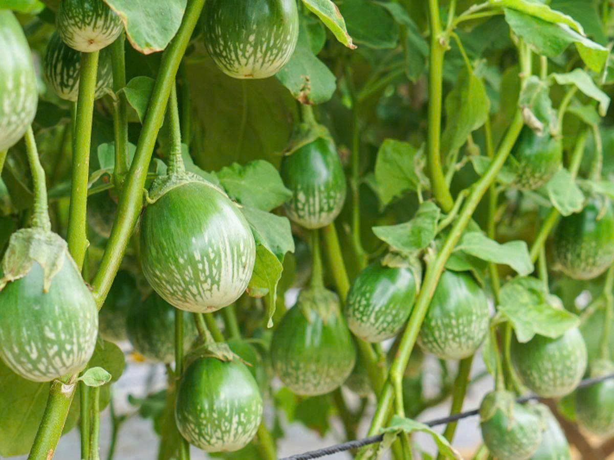 Hạt Giống Cây Lá Giang (Lá Lồm) – Dễ Trồng, Sinh Trưởng Nhanh, Trồng Quanh Năm - Ảnh 2