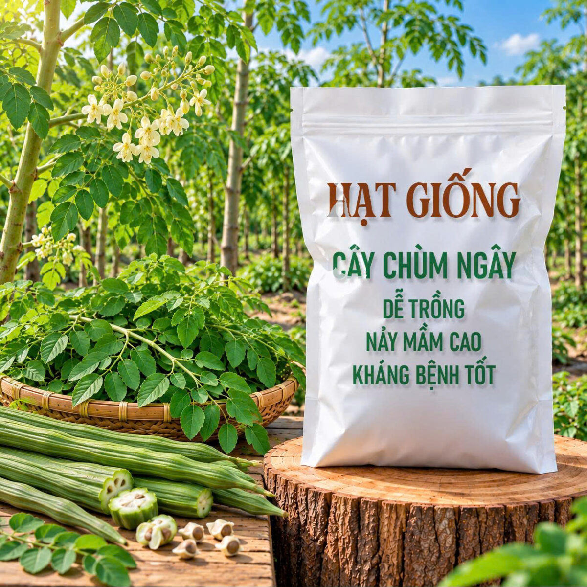 Hạt Giống Cây Chùm Ngây | Dễ Trồng, Nảy Mầm Cao, Kháng Bệnh Tốt