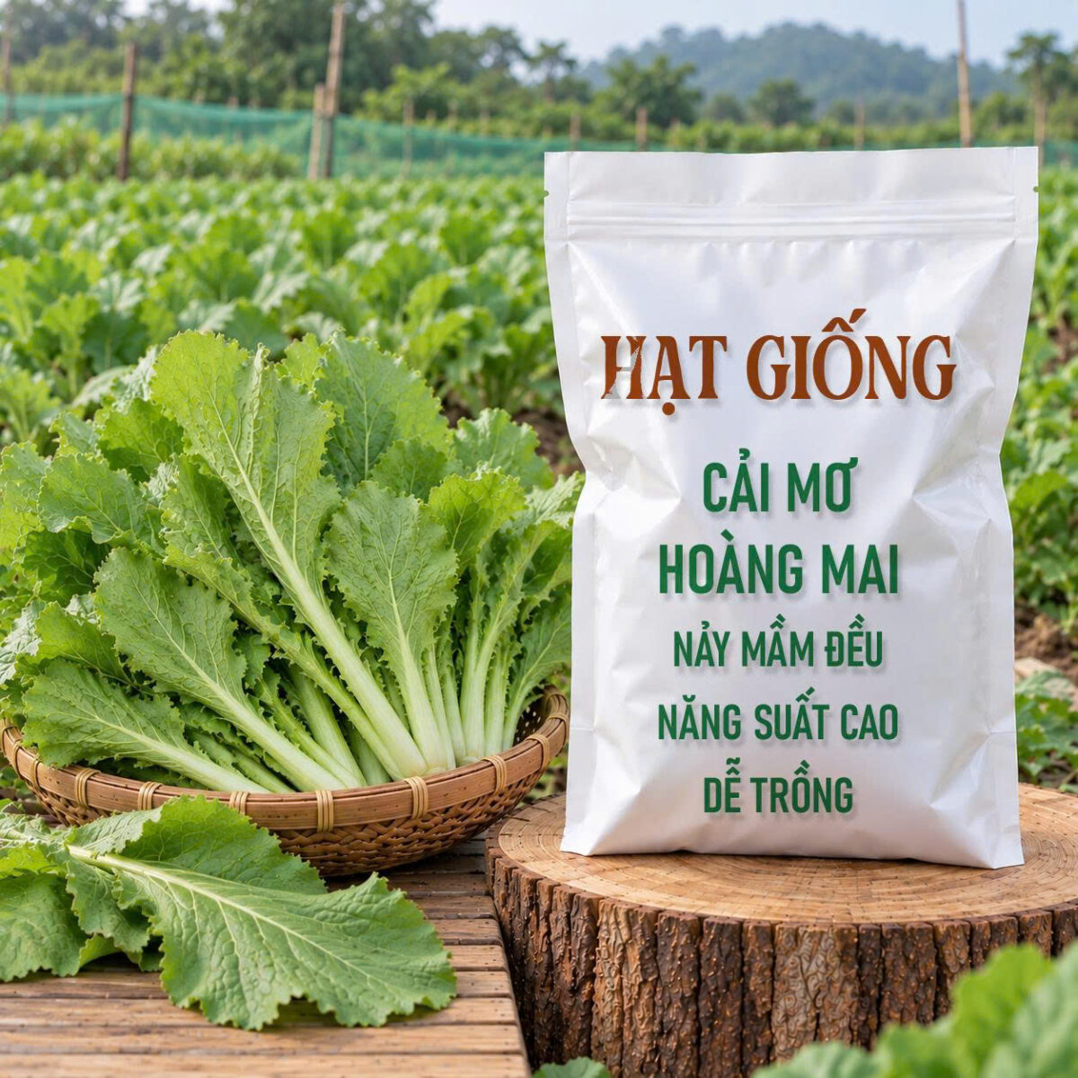Hạt Giống Cải Mơ Hoàng Mai – Nảy Mầm Đều, Năng Suất Cao, Dễ Trồng