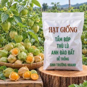 Hạt Giống Tầm Bóp (Thù Lù, Anh Đào Đất) – Dễ Trồng, Sinh Trưởng Nhanh