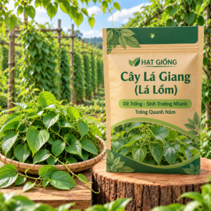 Hạt Giống Cây Lá Giang (Lá Lồm)