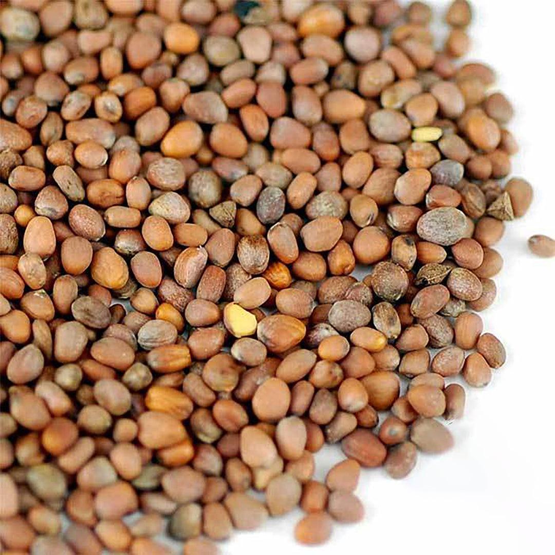 Hạt Giống Củ Cải Trắng Gói 100 gram - Ảnh 3