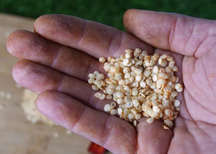 Hạt Giống Ớt Hàn Quốc F1 Nảy Mầm Tốt, Dễ Trồng, Năng Suất Cao - Ảnh 3