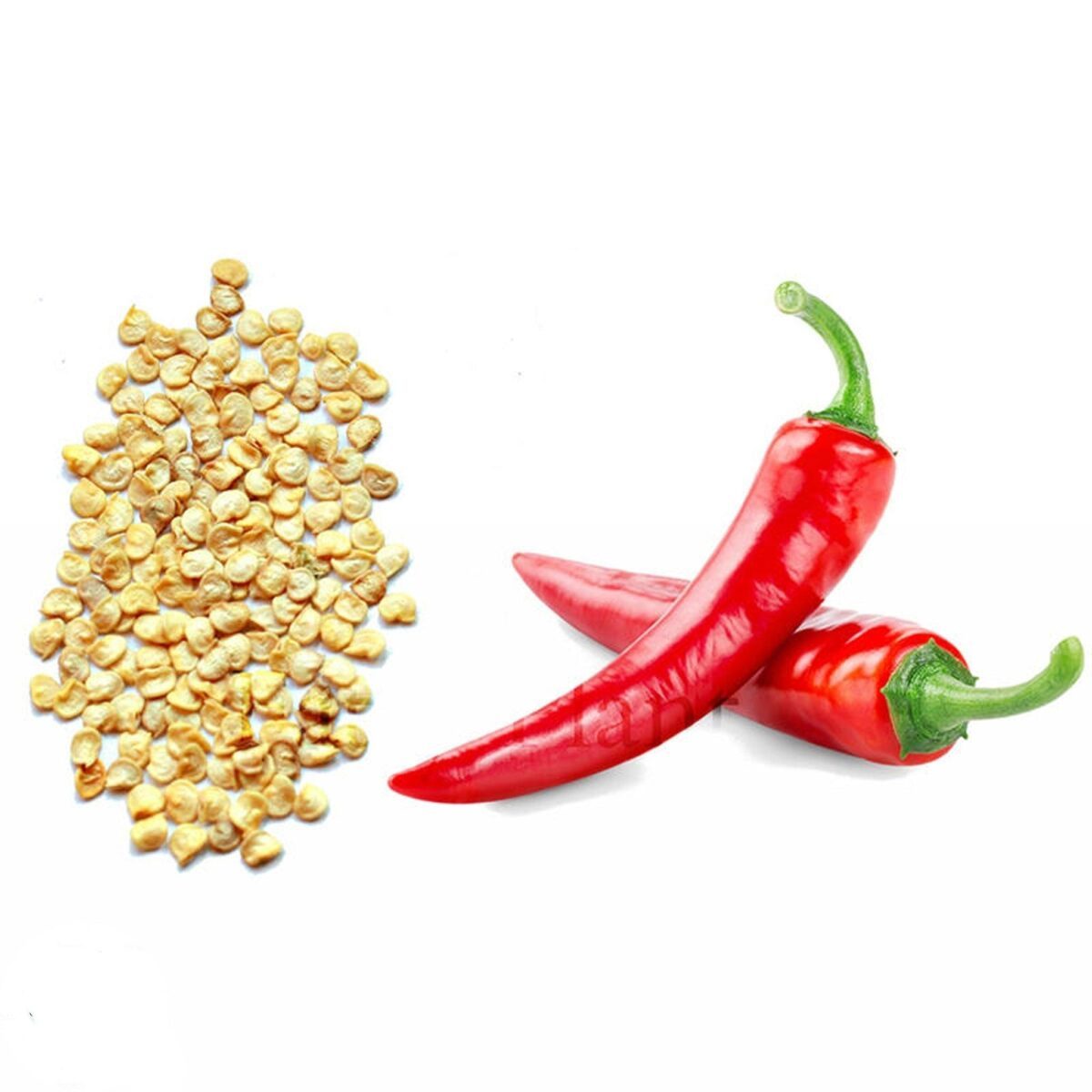 Hạt Giống Ớt Hàn Quốc F1 Nảy Mầm Tốt, Dễ Trồng, Năng Suất Cao - Ảnh 2