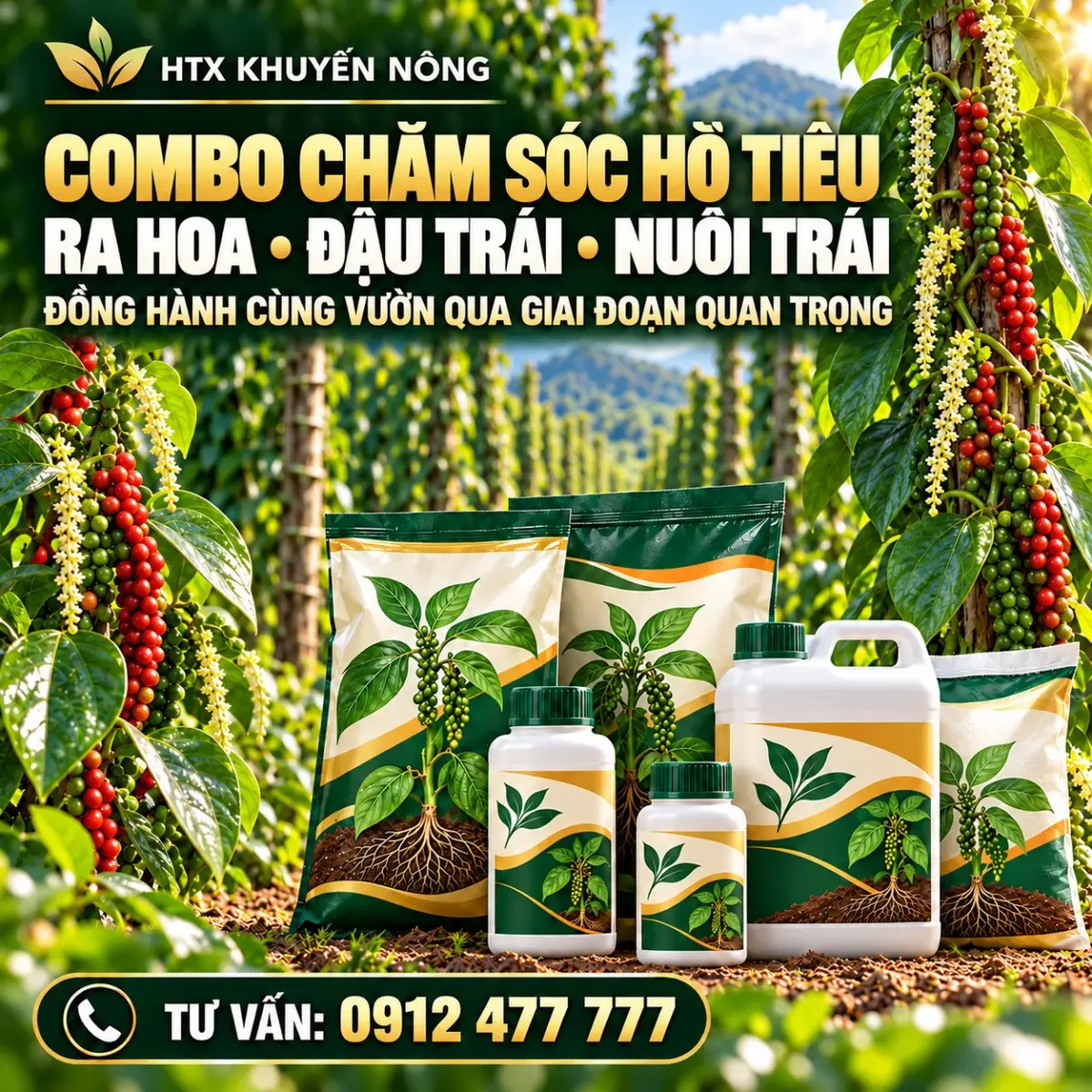Combo chăm sóc hồ tiêu ra hoa, đậu trái và nuôi trái
