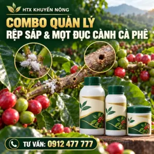 Combo quản lý rệp sáp và mọt đục cành trên cà phê