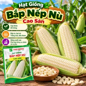 Bắp Nếp Nù Cao Sản
