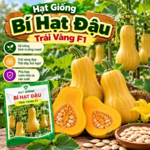 Bí Hạt Đậu Trái Vàng F1