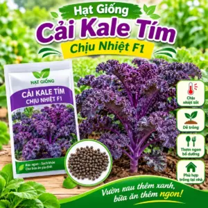 Cải Kale Tím Chịu Nhiệt F1