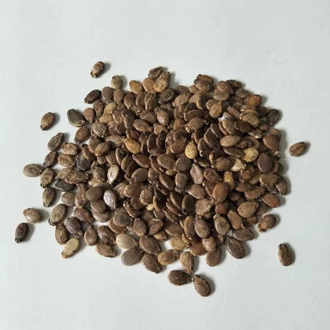 Dưa Hấu Nụ - Ảnh 2