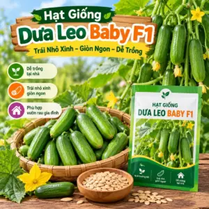 Dưa Leo Baby F1
