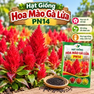 Hoa Mào Gà Lửa PN14