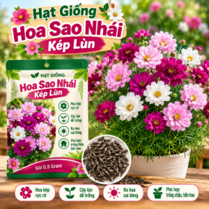 Hạt Giống Hoa Sao Nhái Kép Lùn