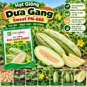 Dưa Gang Sweet
