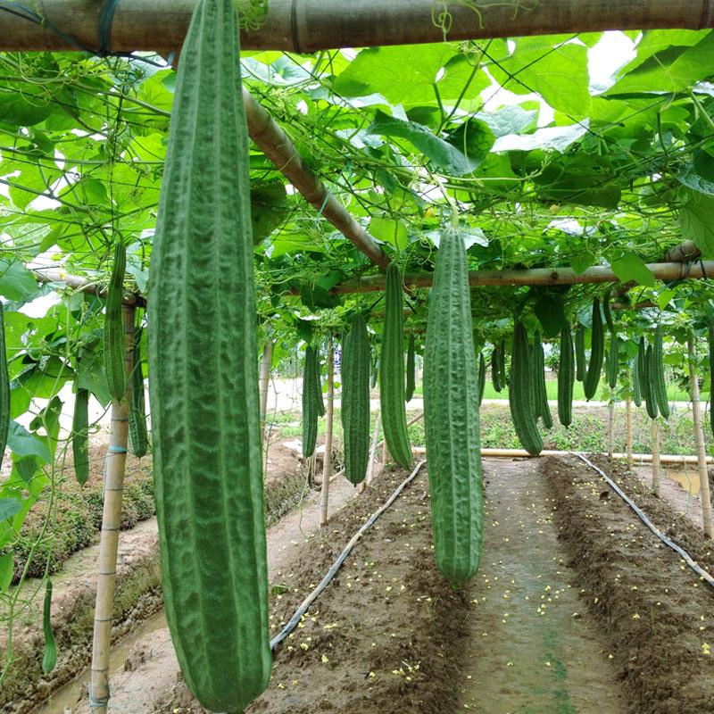 Mướp Hương Siêu Dài - Ảnh 3