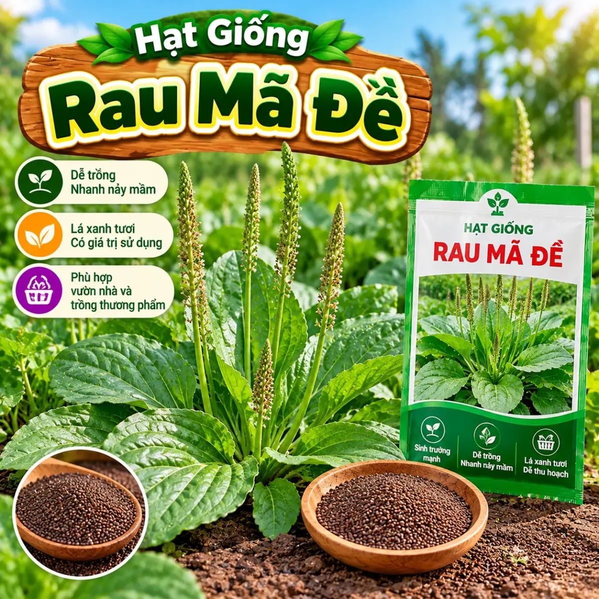 Rau Mã Đề