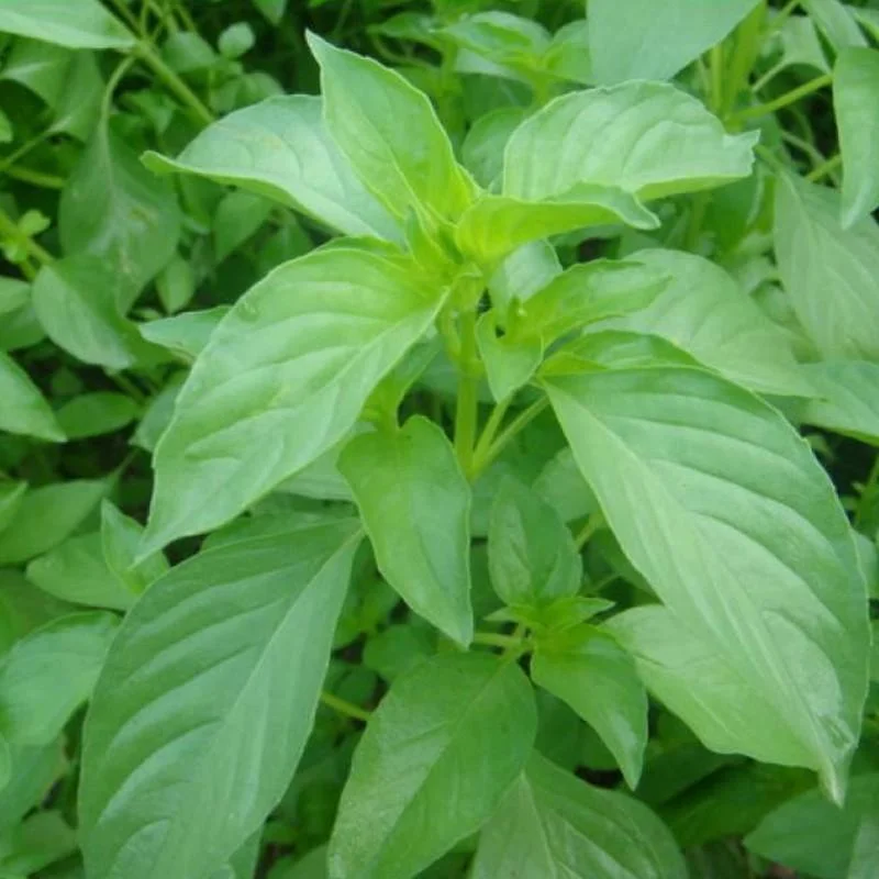 Rau Quế Trắng (É Trắng) - Ảnh 3
