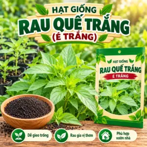 Rau Quế Trắng (É Trắng)